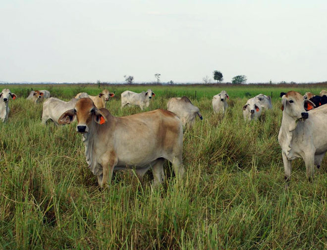 cows grazing at Twin Hill Station, Northern Territory, Australia