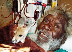 Maurice Gibson is happy to be receiving his dialysis at his home community of Kintore while he minds a baby marlu (kangaroo)