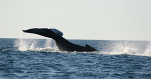 Humpback whale off Pender Bay 