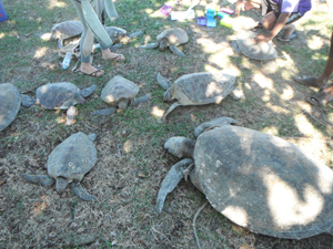 Marine turtles showing signs of a worrying mystery disease. Photo: Gudjuda Reference Group Aboriginal Corporation