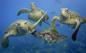 Great Barrier Reef marine turtles. Photo: Daily Mercury, Mackay