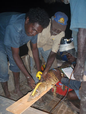 Two male rangers holding down a crocodile and measuring the crocodile with a measuring tape.