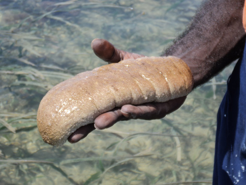 hand holding a sea cucumber