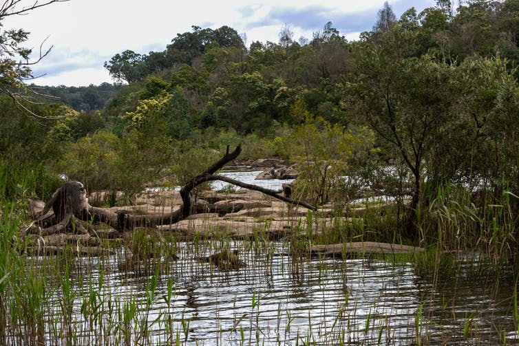 River landscape with reeds, a fallen log and many trees