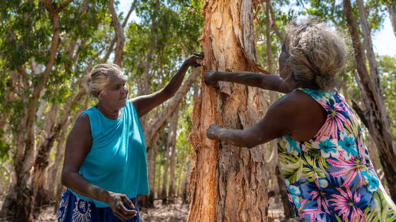 Rosemary Gundjarranbuy and another woman collecting paperbark for a repatriation ceremony