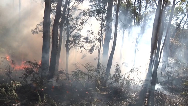 Cool burn: a eucalyptus forest with thin, pale smoke smoke