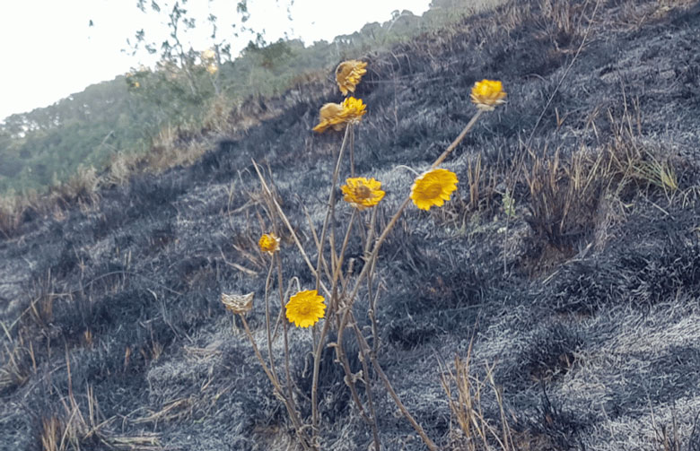Paper daisies on a cool-burned hillside