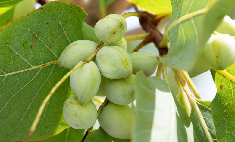 Gubinge, aka Kakadu plums—slightly pointed green fruit in a bunch, still on the tree