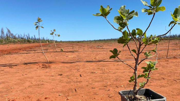 Red earth orchard of small Kakadu plum trees, just planted