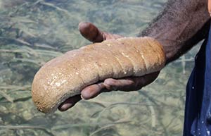 hand holding a sea cucumber above clear salt water
