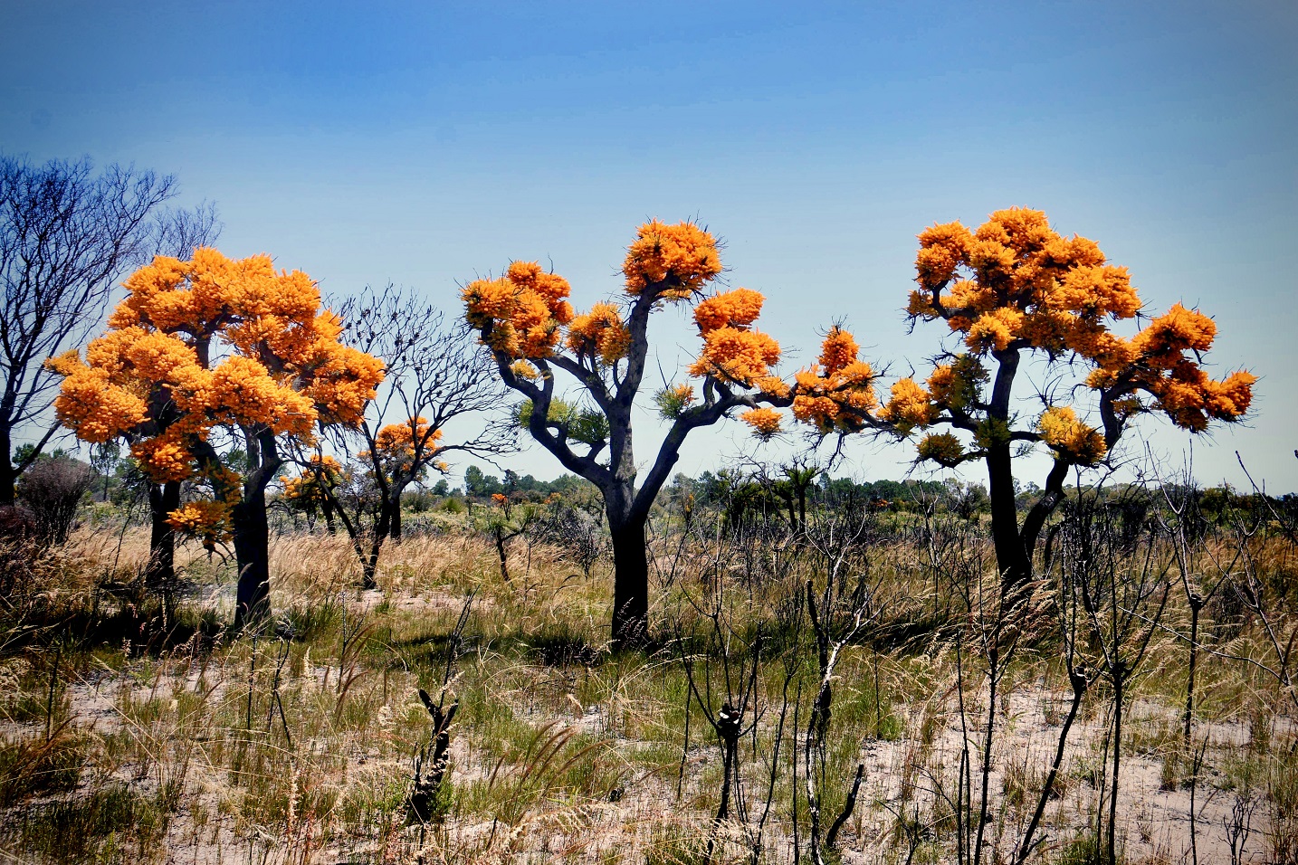 Image shows a bush landscape with three trees covered in bright orange flowers