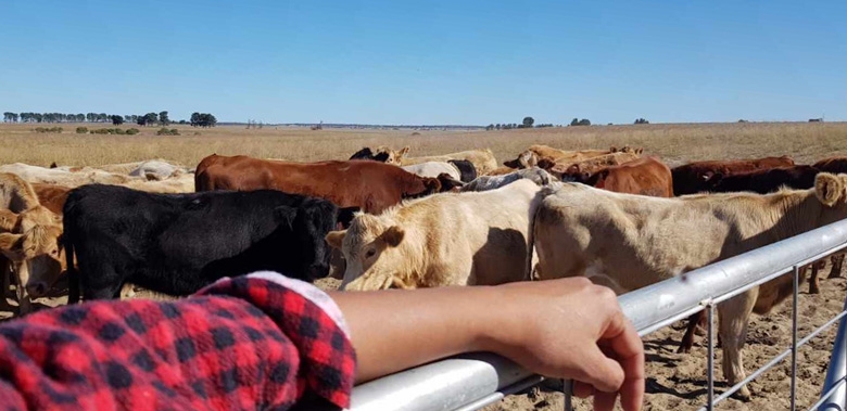 An arm in a flannelette shirt stretches along the top of a gate. Behind the gate are a number of cows