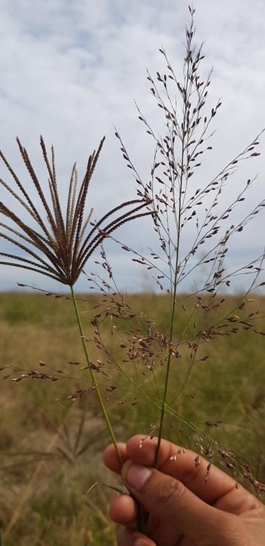 A hand is holding us several different grasses